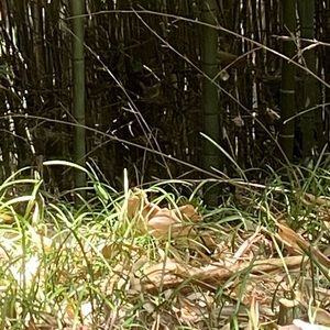 Meet your Posher, Phuong